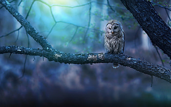 Owl , Stunning bird graphy, Nocturnal creatures, Wise and mysterious HD wallpaper