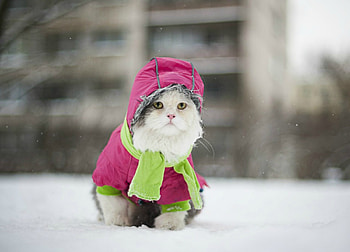 A cold day, pisica, winter, pink, hood, cat, funny, scarf, svetlana valyiskaya HD wallpaper