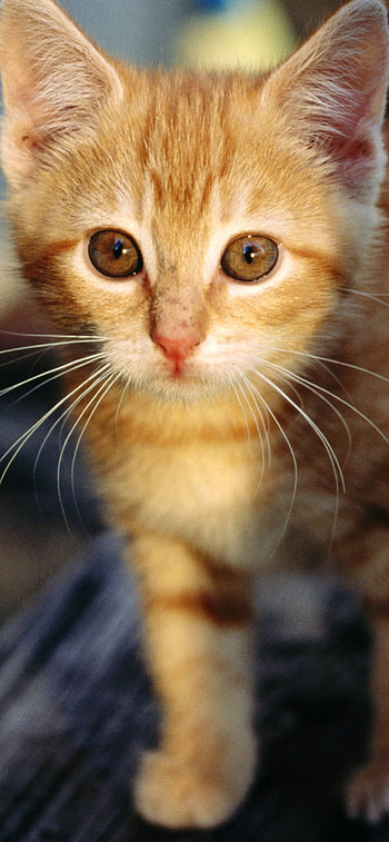 Little ginger kitten, 12 Pro HD phone wallpaper