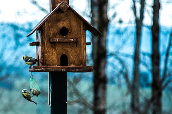 Animals, Birds, Birdhouse, Titmouse HD wallpaper