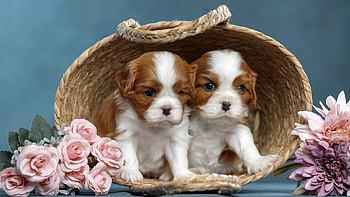Two King Charles Spaniel Dogs Are Sitting Inside Bamboo Basket Dog HD wallpaper