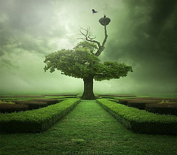High Nest, mite, green, high, eagles, nest, tree HD wallpaper