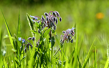 Borage Plant, plant, borage, nature, flower HD wallpaper
