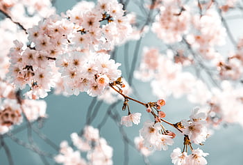 Close-up of cherry blossoms on a branch with a blurred background, depicting spring beauty. HD wallpaper