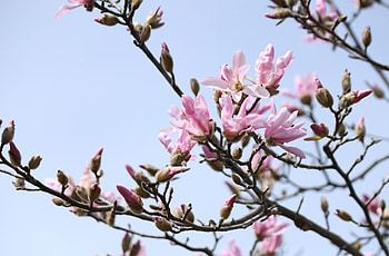 Magnolia Tree, Laden Sie Das HD wallpaper