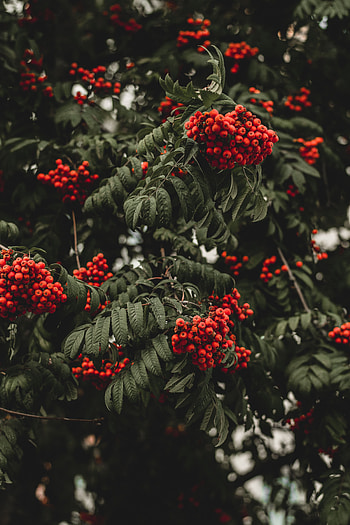 Nature, Autumn, Berries, Branch, Rowan HD phone wallpaper