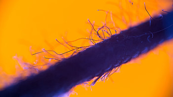 Macro, Threads, Thread, Cord HD wallpaper