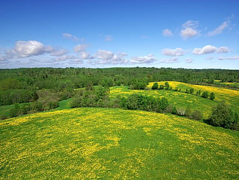 The World of Dandelions, trees, sky, dandelions, field HD wallpaper