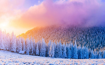 Trees In Frost, winter, spruce, landscape, fir, pine, snow, sunrice, clouds, trees, tracks, sky, windy, forest, home HD wallpaper