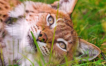 Animals, Grass, Iris, To Lie Down, Lie, Muzzle, Eyes HD wallpaper