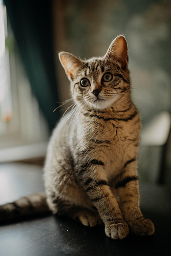 Animals, Cat, Kitty, Kitten, Sight, Opinion, Nice, Sweetheart, Ears HD phone wallpaper