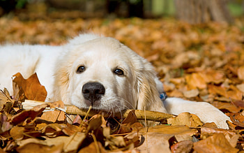 Akbash Dog, Dog , Canine companion HD wallpaper