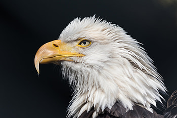 Bald Eagle Wild, bald-eagle, eagle, birds HD wallpaper
