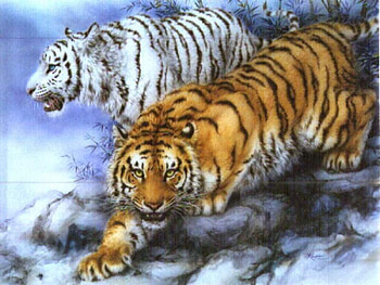 Animals, Tigers HD wallpaper