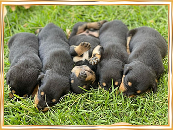 CUTE PUPPIES, NATURE, PUPPIES, CUTE HD wallpaper