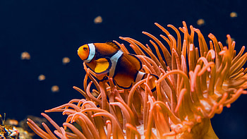 Clownfish, Key West, Aquarium HD wallpaper