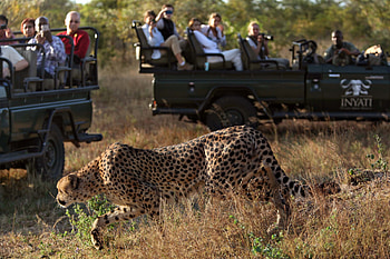 Kruger technology rules, Visitor protection, Animal conservation, Future advancements HD wallpaper