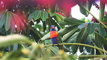 Animals, Parrots, Bird, Tropics HD wallpaper