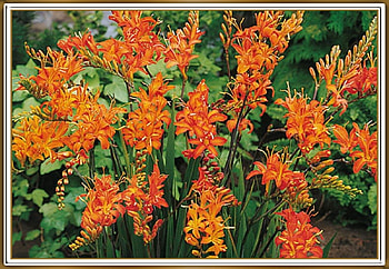 LOVELY FLOWERS, NATURE, FLOWERS, LOVELY HD wallpaper
