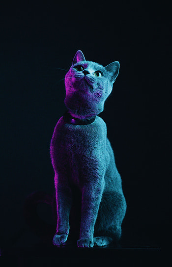 Animals, Cat, Pet, Grey, Neon HD phone wallpaper