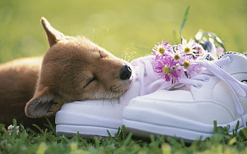 Cute Dog Sleeping, dog, cute, beautiful, sleeping HD wallpaper