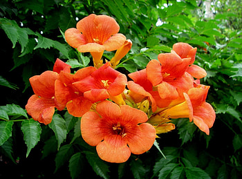 Flowers, Leaves, Bright, Branches, Greens HD wallpaper