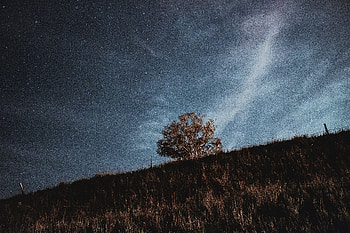 Nature, Grass, Stars, Night, Wood, Tree, Starry Sky HD wallpaper