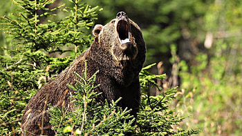 Animals, Trees, Grass, Bear, Evil HD wallpaper
