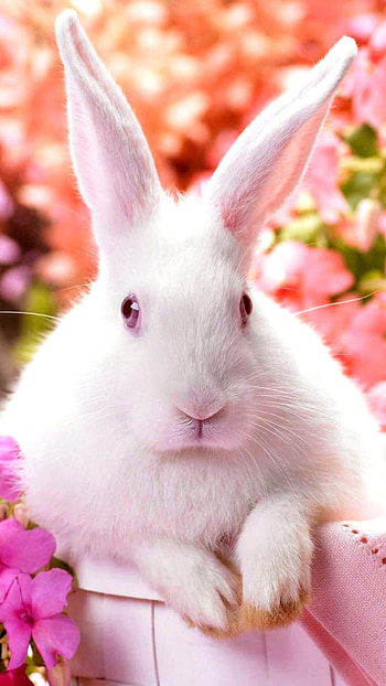 Cute rabbit , lock screen , Bunny charm, Playful bunny HD phone wallpaper