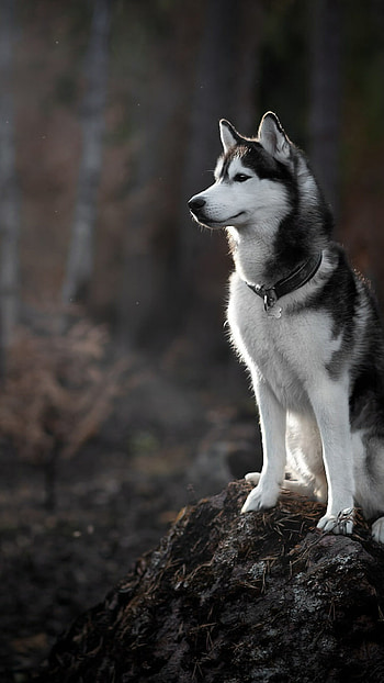 Husky in the forest, Nature-centric, for nature enthusiasts, Captivating HD phone wallpaper