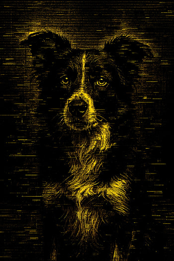 Border Collie Glow: Striking Design, border collie, dog, portrait, black HD phone wallpaper