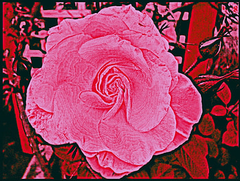 Blushing Pink Rose, rose, pink, abstract, red, garden HD wallpaper