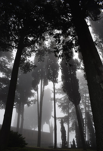 Trees, Dark, Miscellanea, Miscellaneous, Fog, Bw, Chb, Gloomy HD phone wallpaper