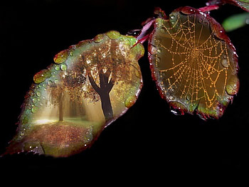 Autumn Leaf, autumn, leaf, abstract, tree HD wallpaper
