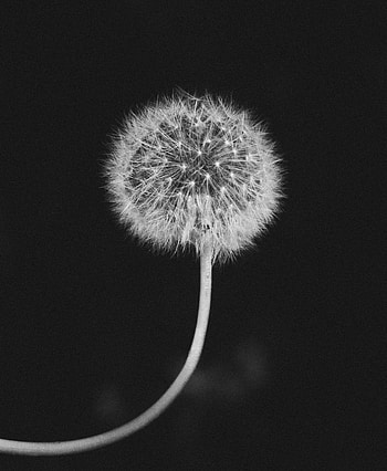Macro, Bw, Chb, Dandelion, Fluff, Fuzz HD phone wallpaper