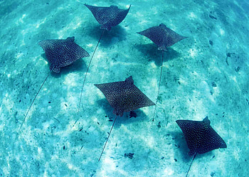 Marine conservation in Belize, Ecological sustainability, Volunteer opportunities, Protect the ocean HD wallpaper