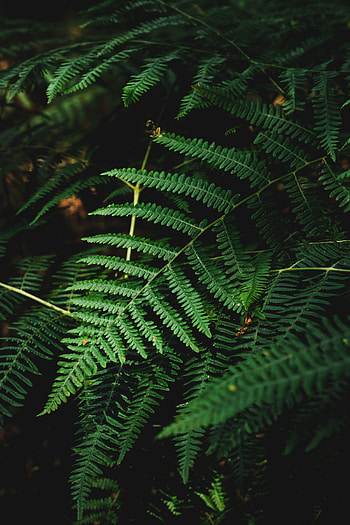Plant, Macro, Dark, Fern, Branch HD phone wallpaper