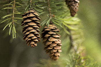Cones, Needle, Macro, Branch HD wallpaper