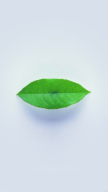 Simple, Green Leaf, nature HD phone wallpaper
