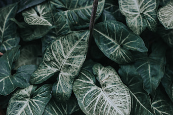 Nature, Leaves, Plant, Garden HD wallpaper