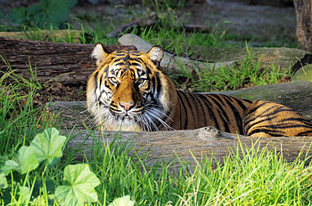 Animals, Predator, Big Cat, Sight, Opinion, Tiger HD wallpaper