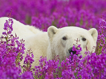 Animals, Bears, Violet HD wallpaper