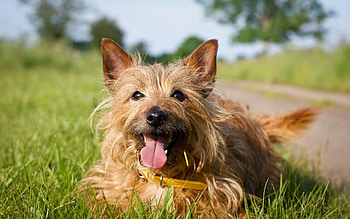 Animals, Dogs HD wallpaper