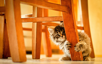 Animals, Wood, Wooden, Fluffy, Kitty, Kitten HD wallpaper