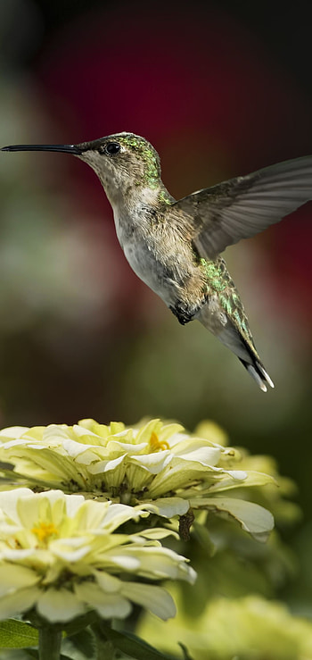 resolution, Stunning bird, Artistic design HD phone wallpaper