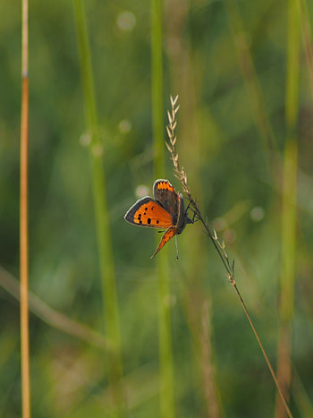 Animals, Grass, Leaves, Macro, Butterfly, Wings HD phone wallpaper