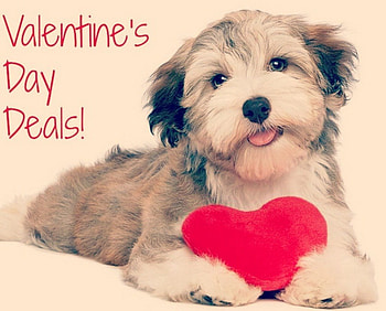 Happy Valentine's day!, dog, animal, words, cute, valentine, pink, day, red, happy, heart HD wallpaper