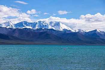 Nature, Mountains, Sea, Flight, Gull, Seagull HD wallpaper