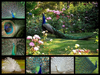 For my dear friend Katica (CroZg), friend, birds, animals, collage HD wallpaper