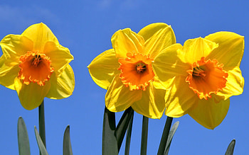 Yellow daffodils , beauty, Nature's delight, Floral elegance HD wallpaper